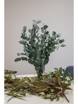 Eucalipto Cinerea Preservado | Verde Natural para Centros y Decoración