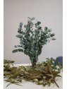 Eucalipto Cinerea Preservado | Verde Natural para Centros y Decoración