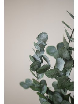 Eucalipto Cinerea Preservado | Verde Natural para Centros y Decoración