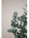Eucalipto Cinerea Preservado | Verde Natural para Centros y Decoración