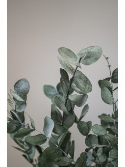 Eucalipto Cinerea Preservado | Verde Natural para Centros y Decoración