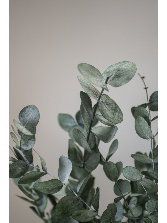 Eucalipto Cinerea Preservado | Verde Natural para Centros y Decoración