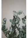 Eucalipto Cinerea Preservado | Verde Natural para Centros y Decoración