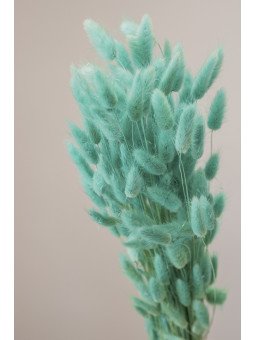 Lagurus Preservado | Cola de Liebre Decorativa para Ramos y Centros