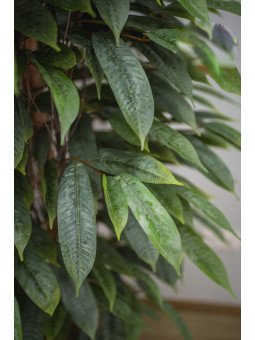 Árbol Acuba Verde Artificial | 120–180 cm | Florjifran