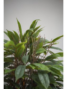 Árbol Acuba Verde Artificial | 120–180 cm | Florjifran