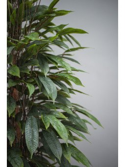 Árbol Acuba Verde Artificial | 120–180 cm | Florjifran