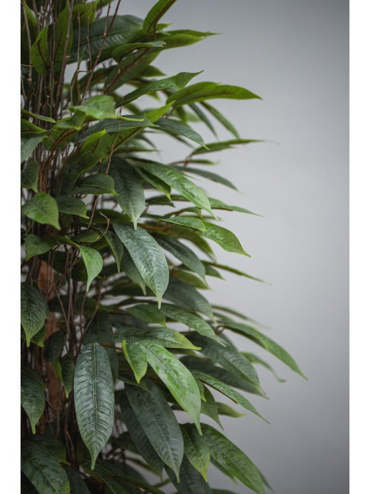 Árbol Acuba Verde Artificial | 120–180 cm | Florjifran