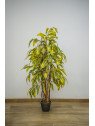 Árbol Acuba Amarilla y Verde Artificial | Florjifran