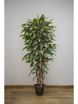 Árbol Acuba Verde Artificial | 120–180 cm | Florjifran