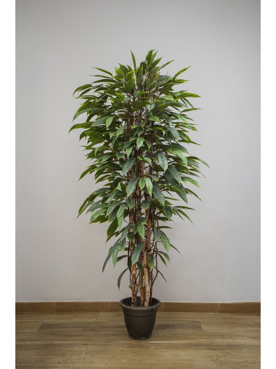 Árbol Acuba Verde Artificial | 120–180 cm | Florjifran