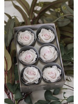 Rosa Estándar Preservada | Caja de 6 Unidades | Florjifran