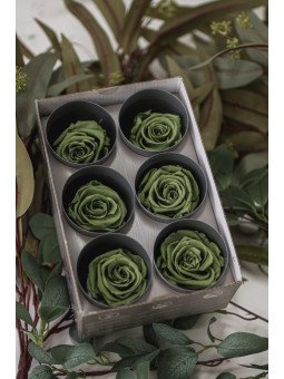 Rosa Estándar Preservada | Caja de 6 Unidades | Florjifran