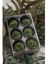 Rosa Estándar Preservada | Caja de 6 Unidades | Florjifran