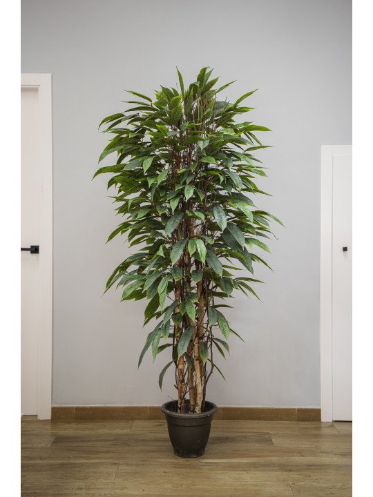 Árbol Acuba Verde Artificial | 120–180 cm | Florjifran