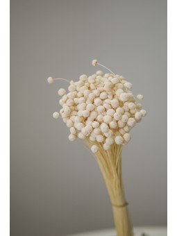 Botao Preservado Blanco | Complemento Floral Aterciopelado para Decoración