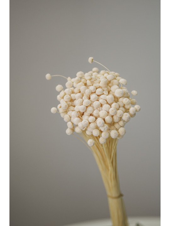 Botao Preservado Blanco | Complemento Floral Aterciopelado para Decoración