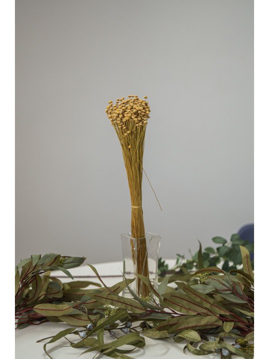 Amarelinho Preservado | Flor Bulbosa Decorativa en Colores Intensos