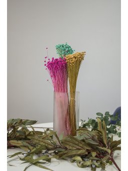 Amarelinho Preservado | Flor Bulbosa Decorativa en Colores Intensos