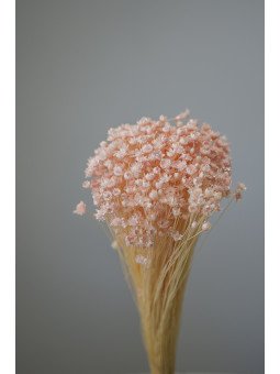 Glixia Preservada Natural | Flor Pequeña para Decoración y Arreglos